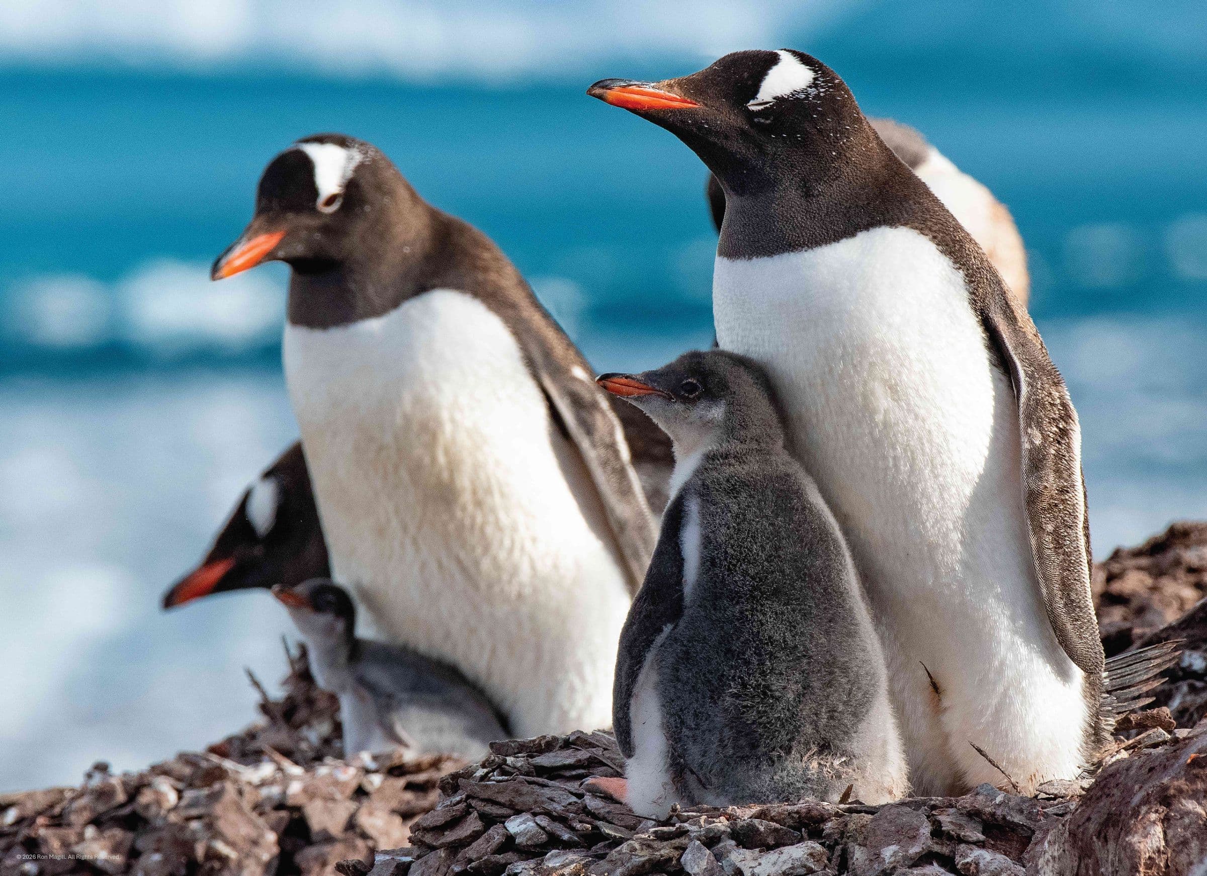 Gentoo Penguin