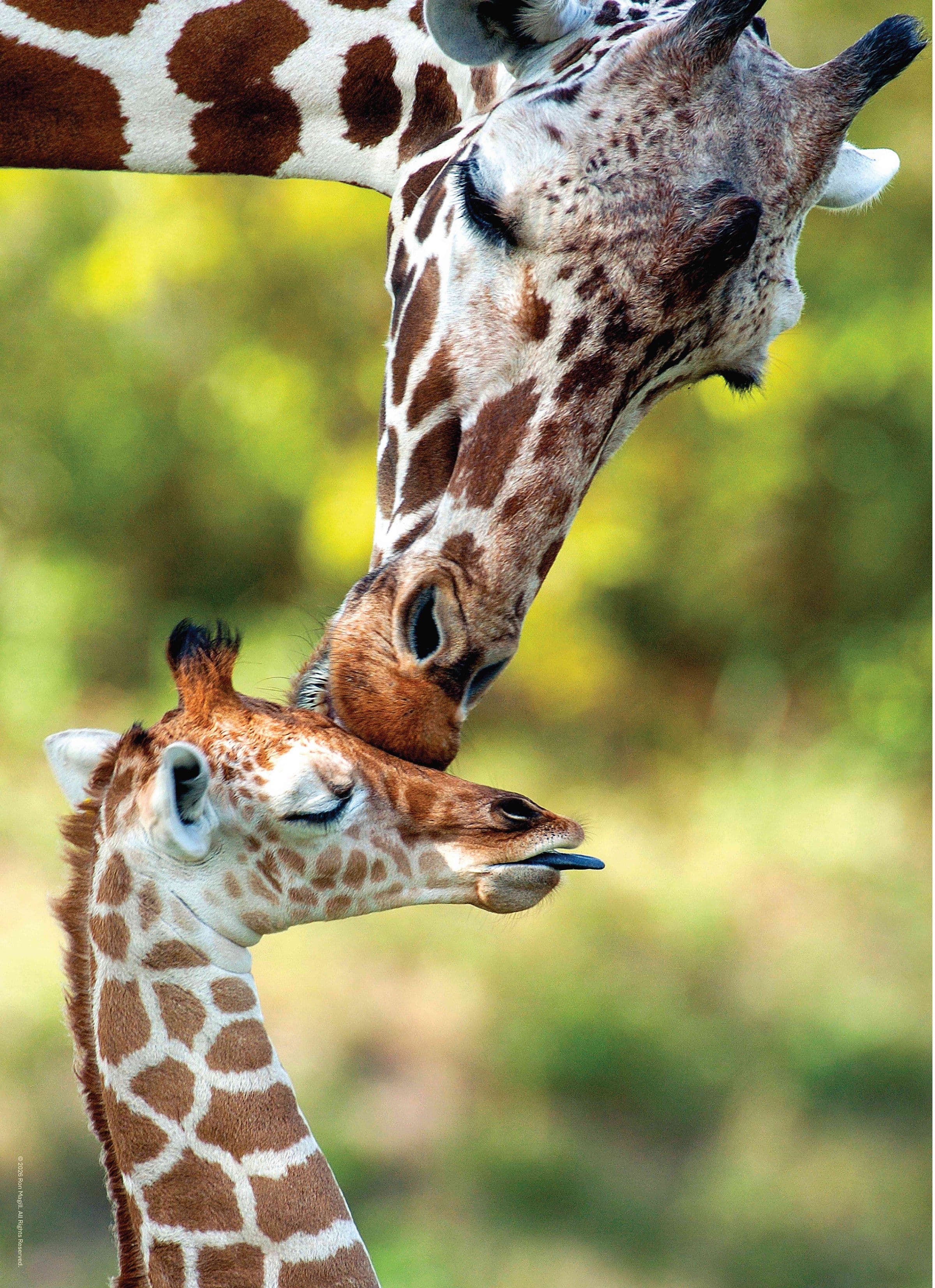 Giraffe and Calf