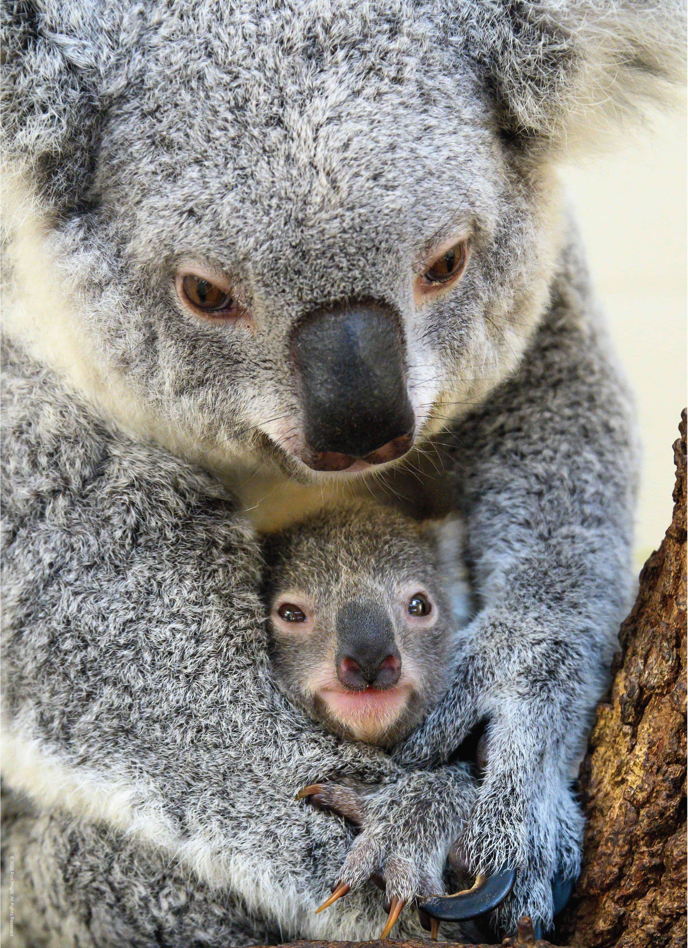 Koala and Joey