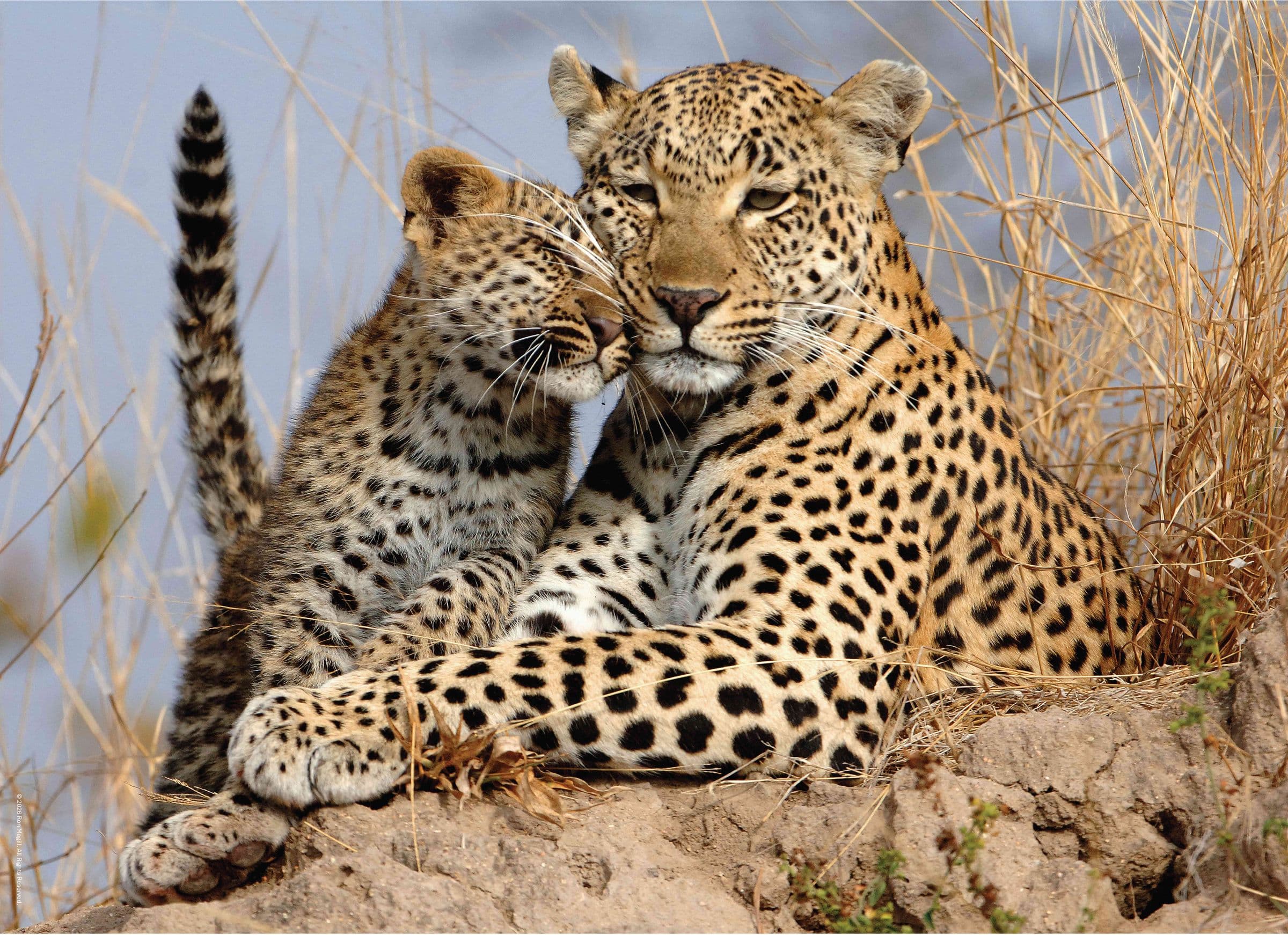 African Leopard