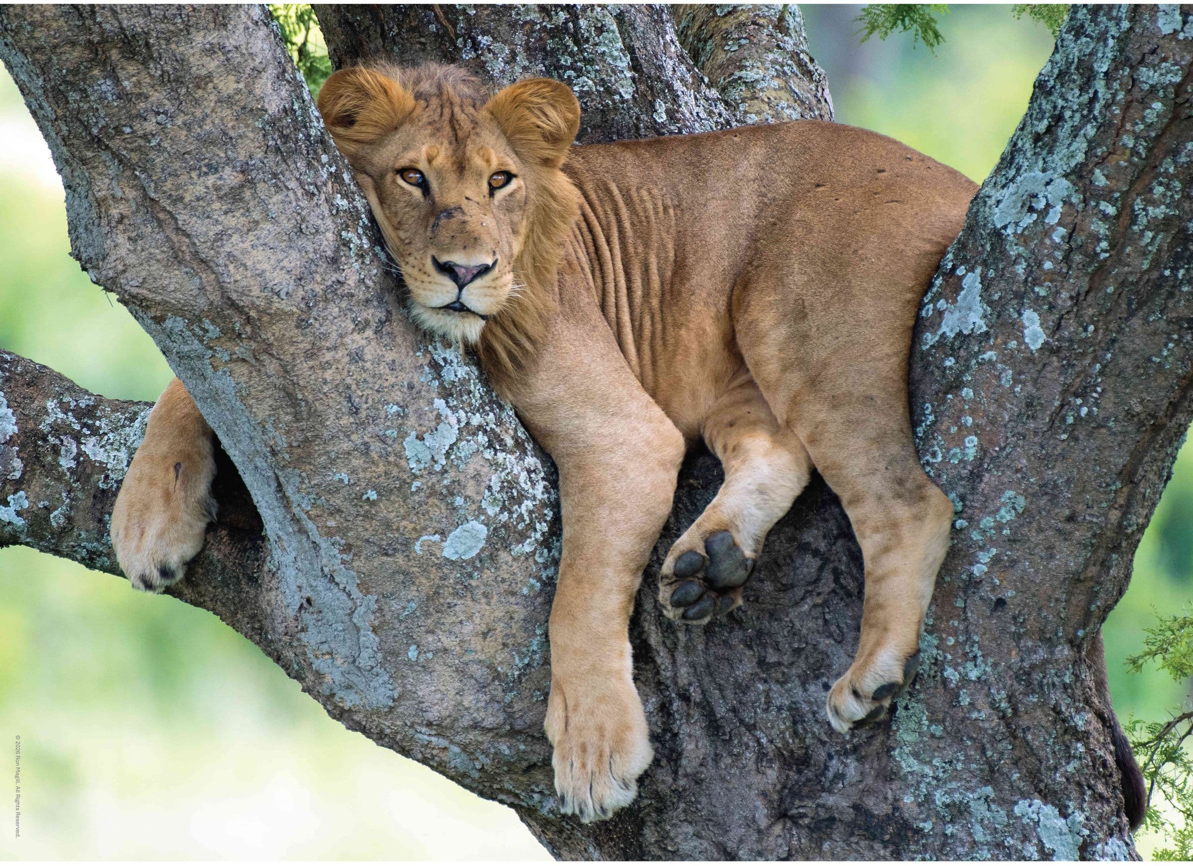 Ron Magill, African Lion
